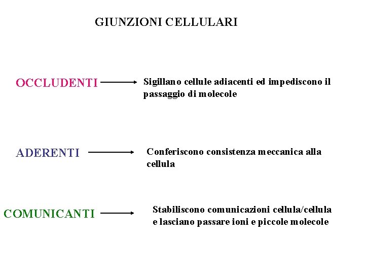 GIUNZIONI CELLULARI OCCLUDENTI Sigillano cellule adiacenti ed impediscono il passaggio di molecole ADERENTI Conferiscono