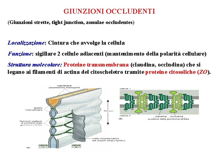 GIUNZIONI OCCLUDENTI (Giunzioni strette, tight junction, zonulae occludentes) Localizzazione: Cintura che avvolge la cellula