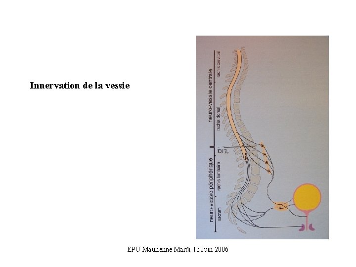 Innervation de la vessie EPU Maurienne Mardi 13 Juin 2006 