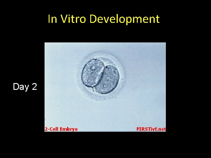 In Vitro Development Day 2 