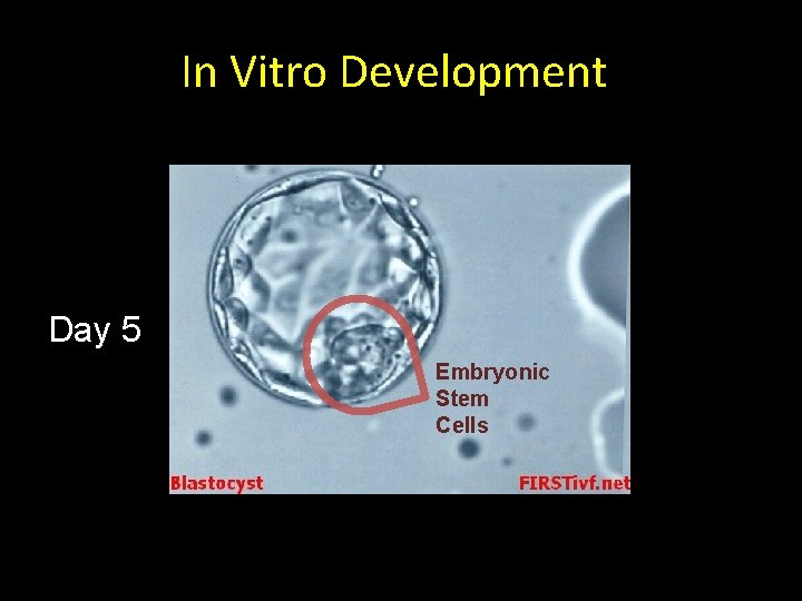 In Vitro Development Day 5 Embryonic Stem Cells 