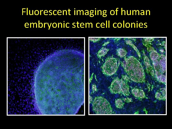 Fluorescent imaging of human embryonic stem cell colonies 