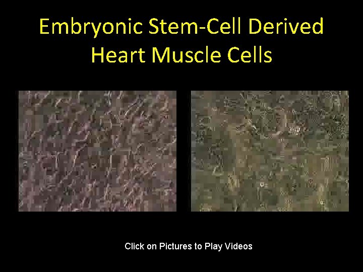 Embryonic Stem-Cell Derived Heart Muscle Cells Click on Pictures to Play Videos 