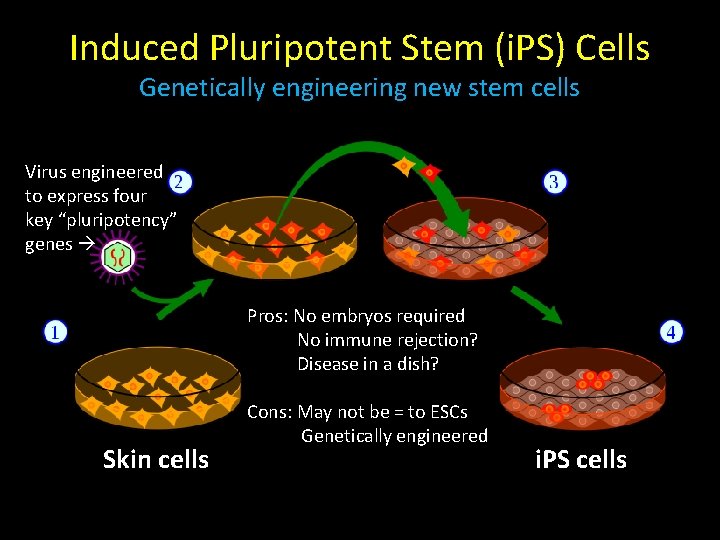 Induced Pluripotent Stem (i. PS) Cells Genetically engineering new stem cells Virus engineered to