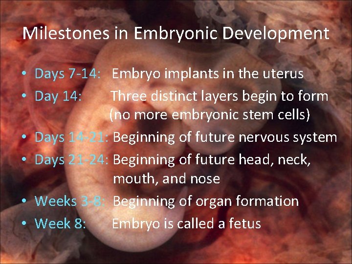 Milestones in Embryonic Development • Days 7 -14: Embryo implants in the uterus •