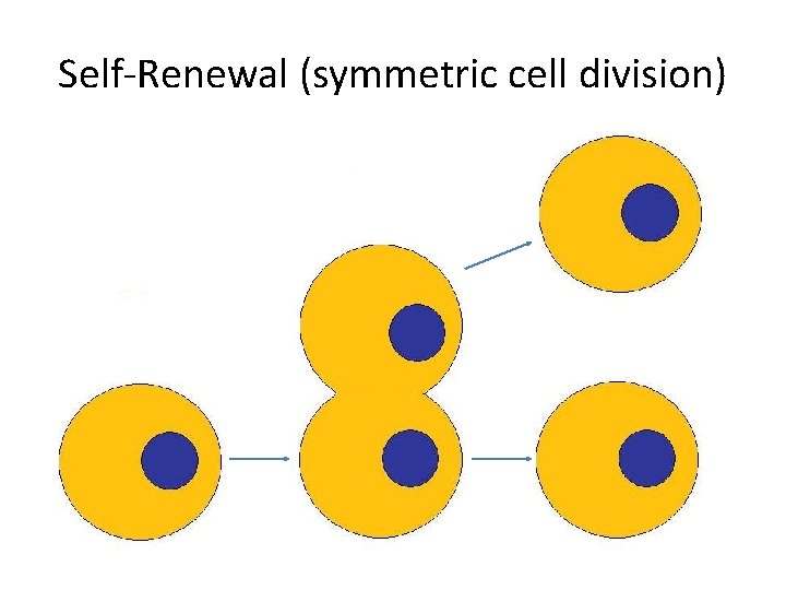 Self-Renewal (symmetric cell division) 