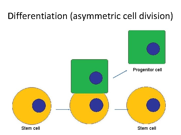 Differentiation (asymmetric cell division) Progenitor cell Stem cell 