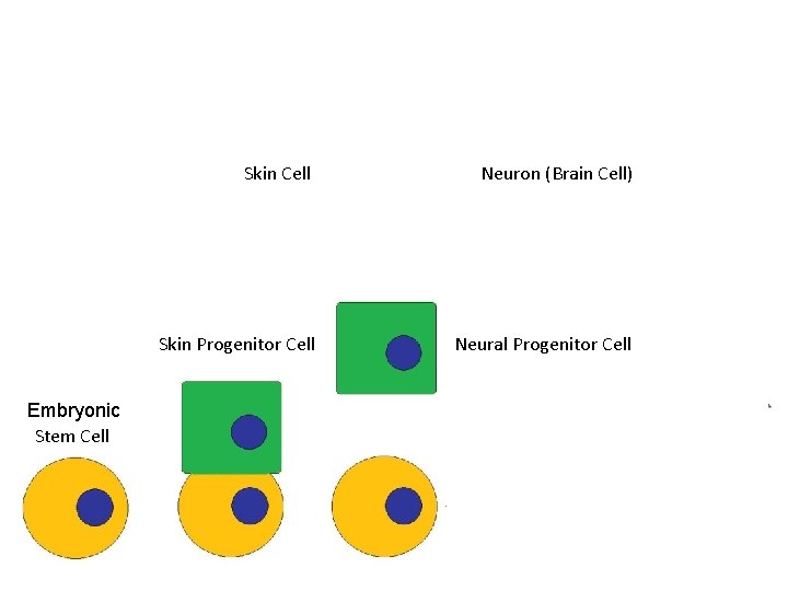 Embryonic Stem Cell Skin Cell Neuron (Brain Cell) Skin Progenitor Cell Neural Progenitor Cell