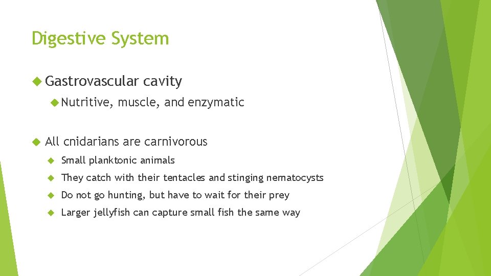 Digestive System Gastrovascular Nutritive, cavity muscle, and enzymatic All cnidarians are carnivorous Small planktonic