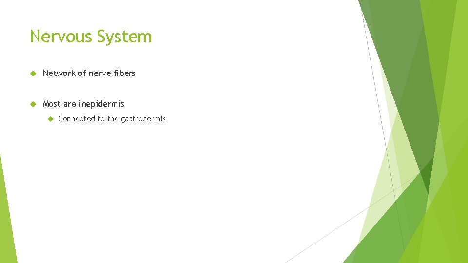 Nervous System Network of nerve fibers Most are inepidermis Connected to the gastrodermis 