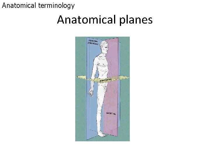 Anatomical terminology Anatomical planes 