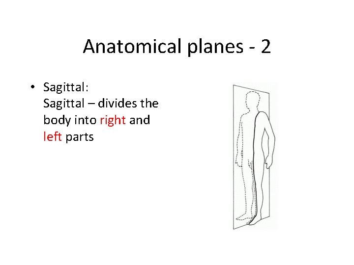 Anatomical planes - 2 • Sagittal: Sagittal – divides the body into right and