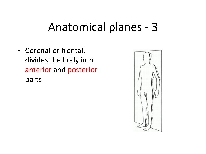 Anatomical planes - 3 • Coronal or frontal: divides the body into anterior and