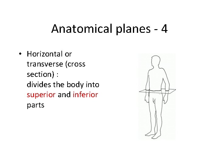 Anatomical planes - 4 • Horizontal or transverse (cross section) : divides the body