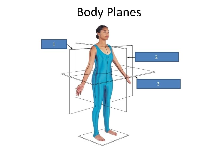 Body Planes 1 2 3 