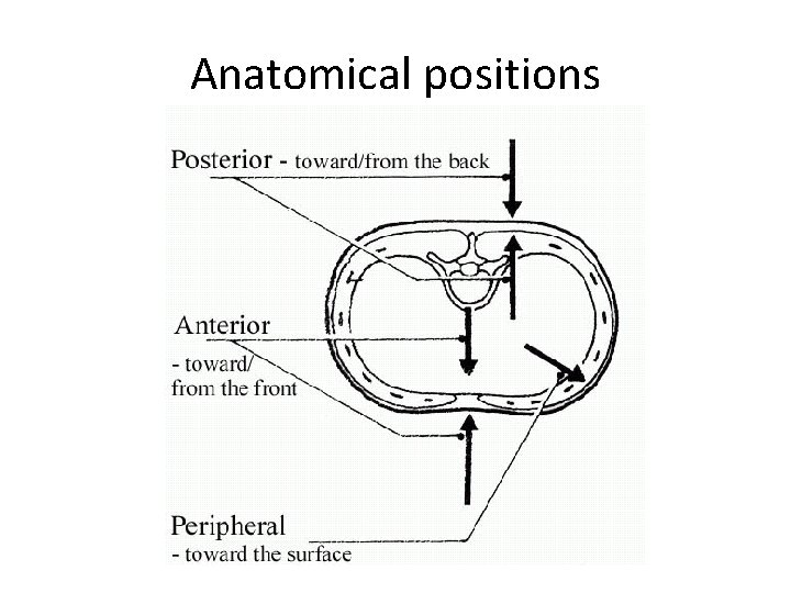 Anatomical positions 