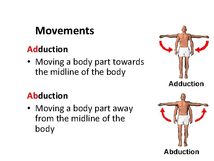 Movements Adduction • Moving a body part towards the midline of the body Abduction