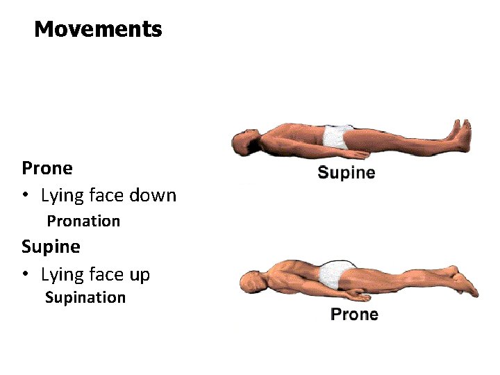 Movements Prone • Lying face down Pronation Supine • Lying face up Supination 