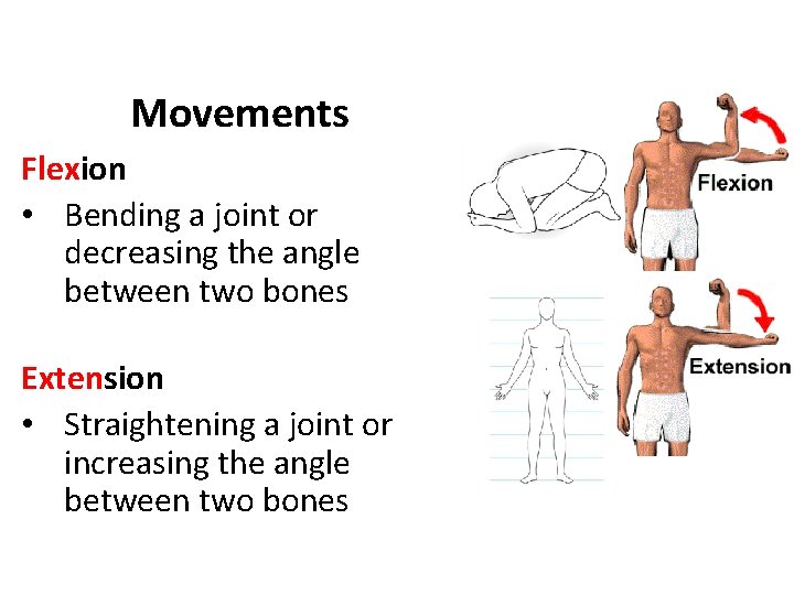 Movements Flexion • Bending a joint or decreasing the angle between two bones Extension
