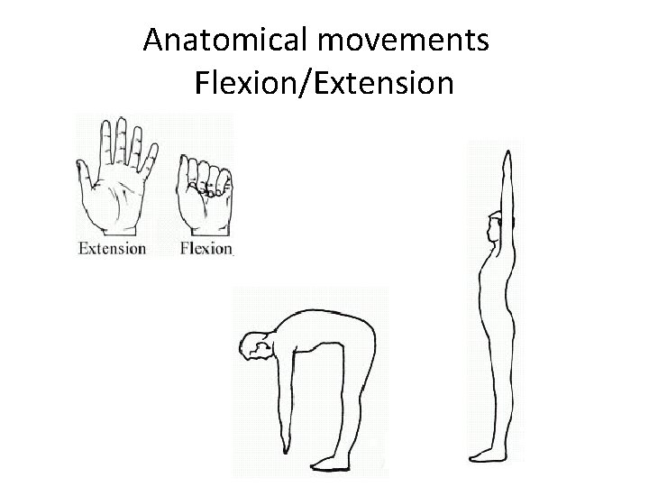 Anatomical movements Flexion/Extension 
