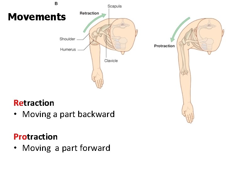Movements Retraction • Moving a part backward Protraction • Moving a part forward 