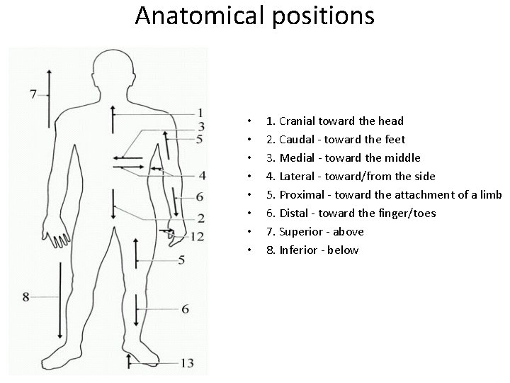 Anatomical positions • • 1. Cranial toward the head 2. Caudal - toward the