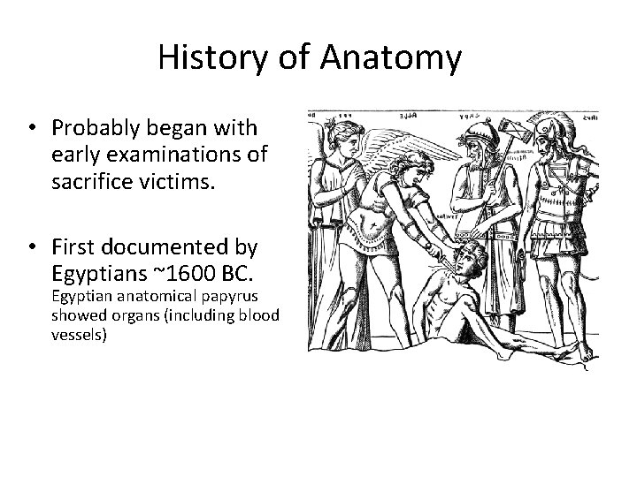 History of Anatomy • Probably began with early examinations of sacrifice victims. • First