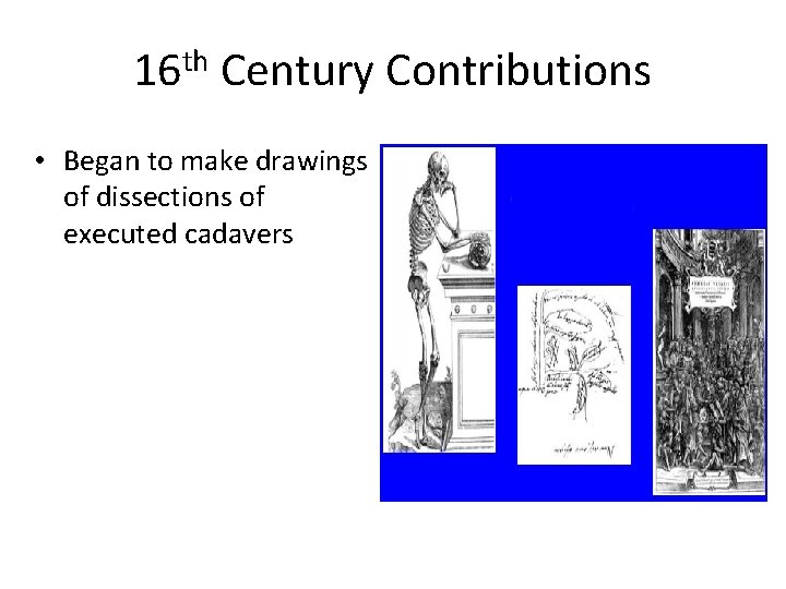 16 th Century Contributions • Began to make drawings of dissections of executed cadavers