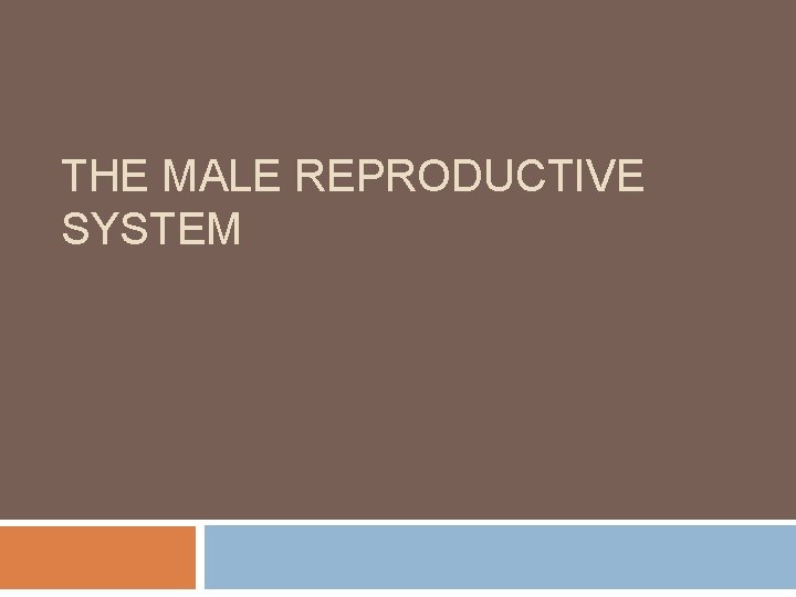 THE MALE REPRODUCTIVE SYSTEM 