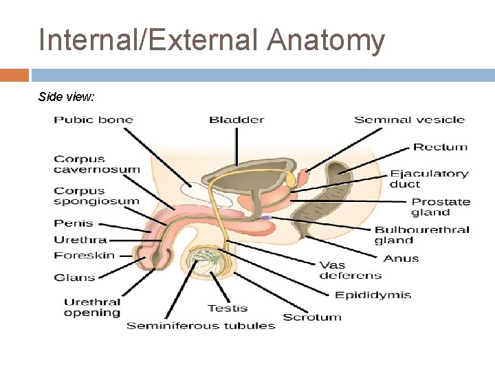 Internal/External Anatomy Side view: 