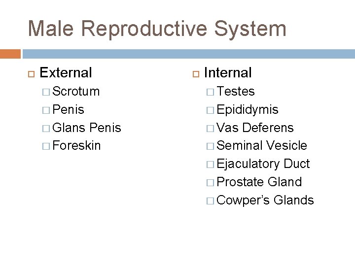 Male Reproductive System External Internal � Scrotum � Testes � Penis � Epididymis �