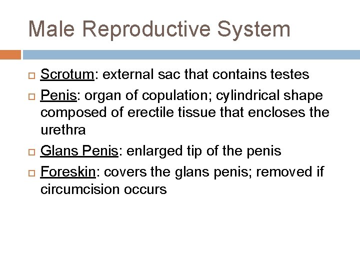 Male Reproductive System Scrotum: external sac that contains testes Penis: organ of copulation; cylindrical