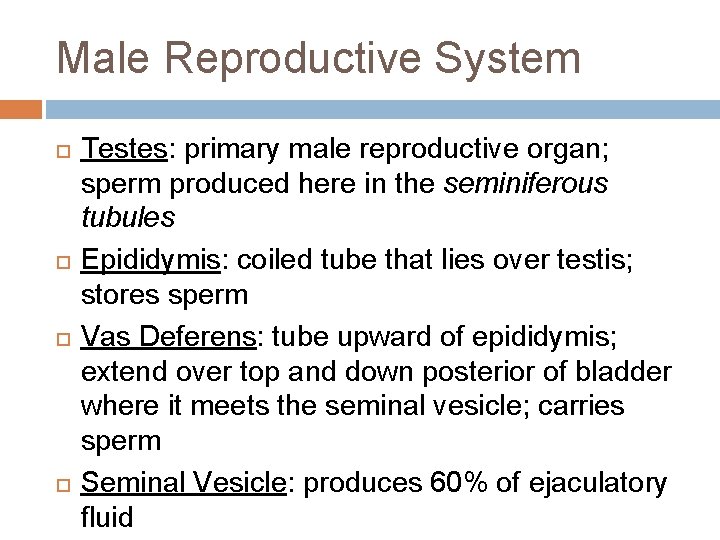 Male Reproductive System Testes: primary male reproductive organ; sperm produced here in the seminiferous