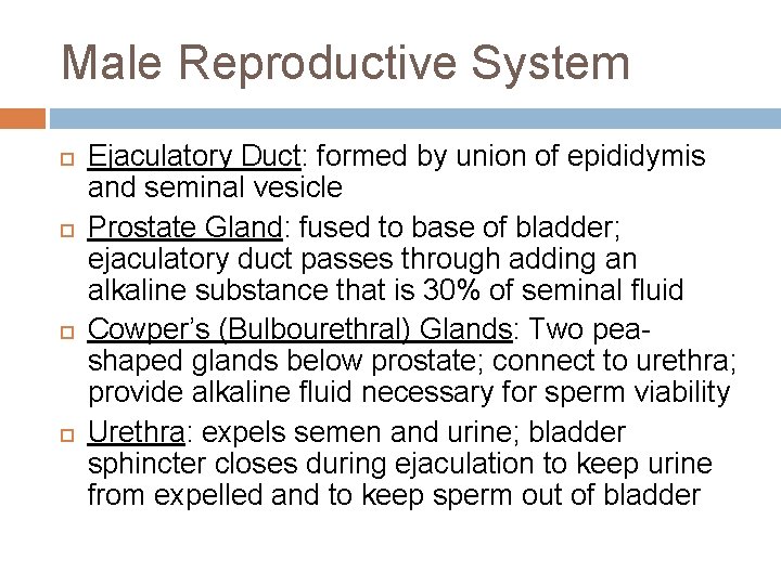 Male Reproductive System Ejaculatory Duct: formed by union of epididymis and seminal vesicle Prostate