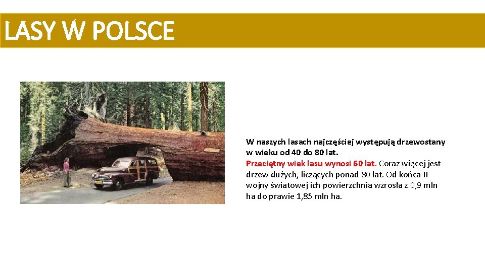LASY W POLSCE W naszych lasach najczęściej występują drzewostany w wieku od 40 do