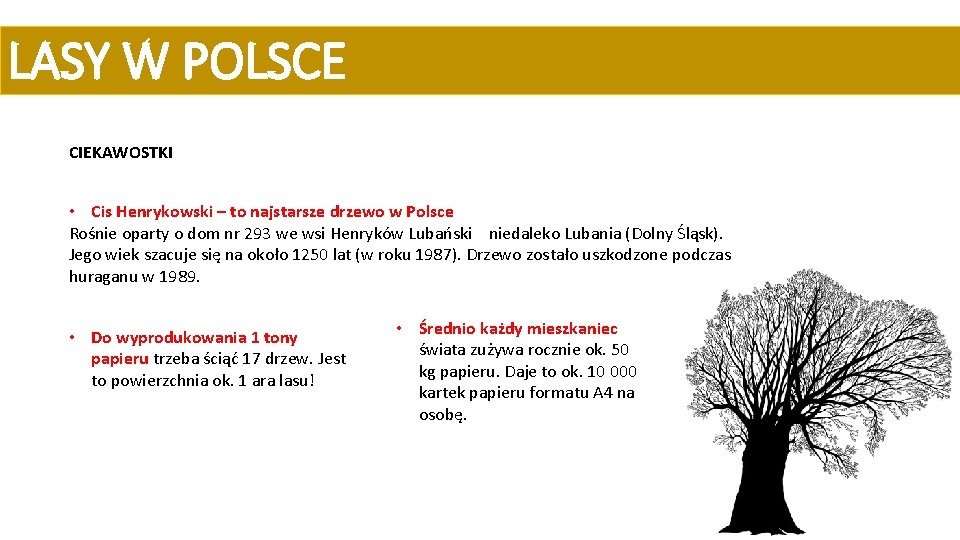 LASY W POLSCE CIEKAWOSTKI • Cis Henrykowski – to najstarsze drzewo w Polsce Rośnie