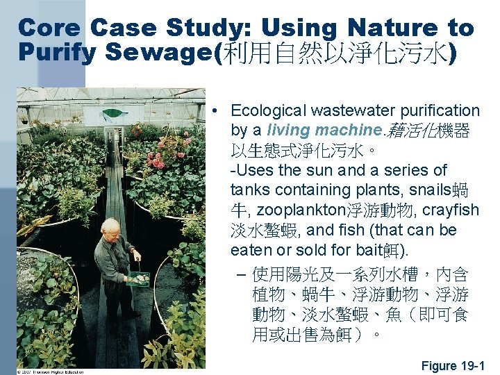 Core Case Study: Using Nature to Purify Sewage(利用自然以淨化污水) • Ecological wastewater purification by a