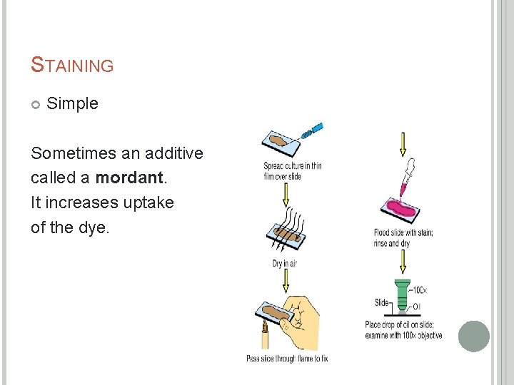 STAINING Simple Sometimes an additive called a mordant. It increases uptake of the dye.