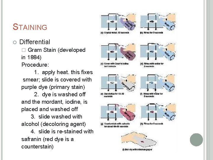 STAINING Differential Gram Stain (developed in 1884) Procedure: 1. apply heat. this fixes smear;