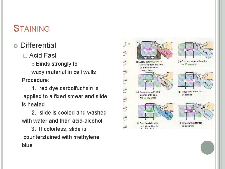 STAINING Differential � Acid Fast Binds strongly to waxy material in cell walls Procedure: