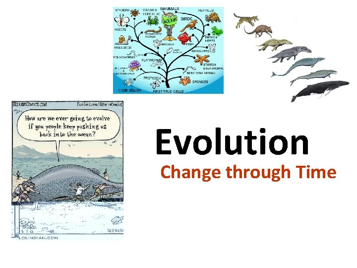 Evolution Change through Time copyright cmassengale 1 