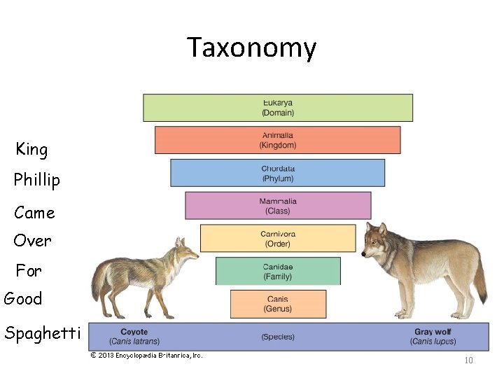 Taxonomy King Phillip Came Over For Good Spaghetti 10 