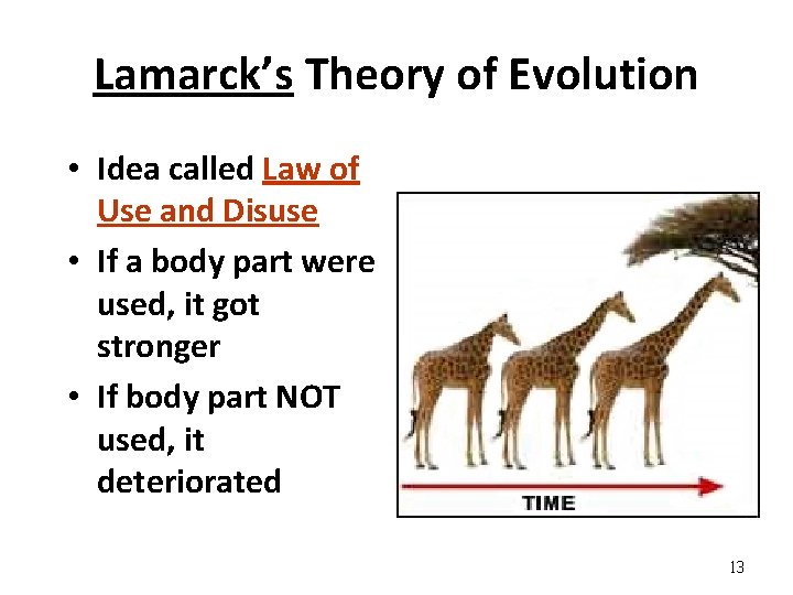 Lamarck’s Theory of Evolution • Idea called Law of Use and Disuse • If