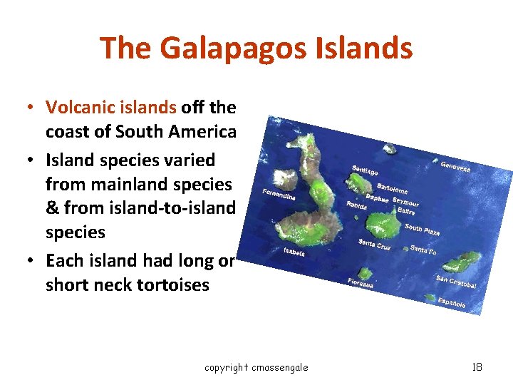 The Galapagos Islands • Volcanic islands off the coast of South America • Island