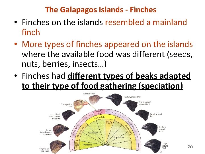 The Galapagos Islands - Finches • Finches on the islands resembled a mainland finch