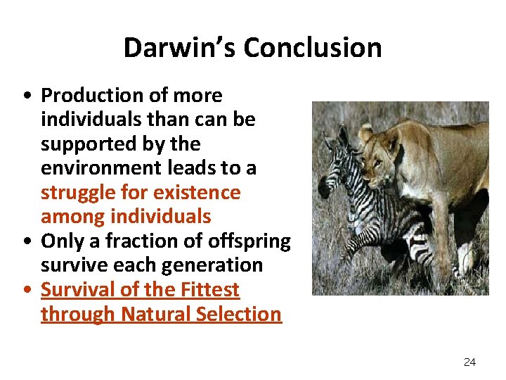 Darwin’s Conclusion • Production of more individuals than can be supported by the environment