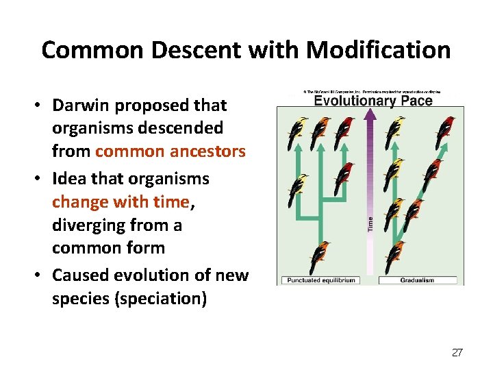 Common Descent with Modification • Darwin proposed that organisms descended from common ancestors •