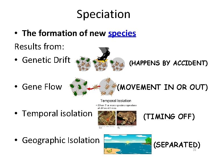 Speciation • The formation of new species Results from: • Genetic Drift (HAPPENS BY