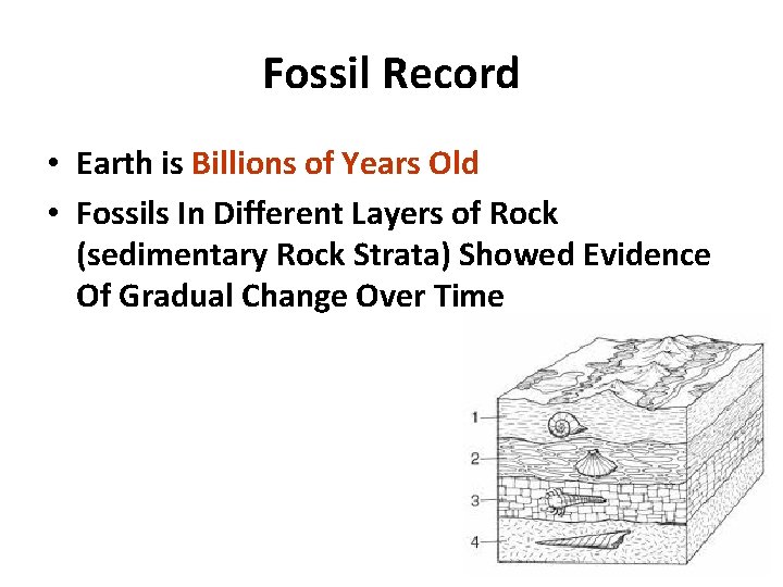 Fossil Record • Earth is Billions of Years Old • Fossils In Different Layers