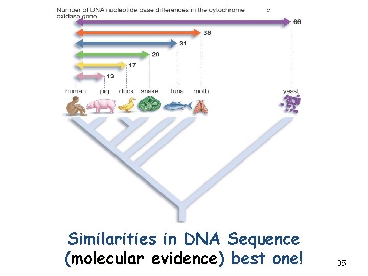 Similarities in DNA Sequence (molecular evidence) best one! 35 